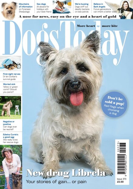 Dogs Today Magazine