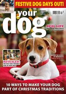 Your Dog Magazine